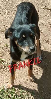 Frankie_2