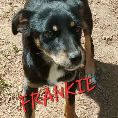 Frankie_2