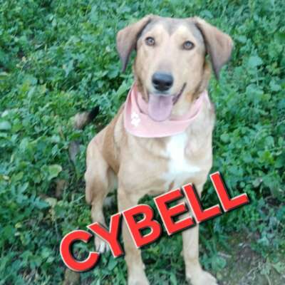 Cybell