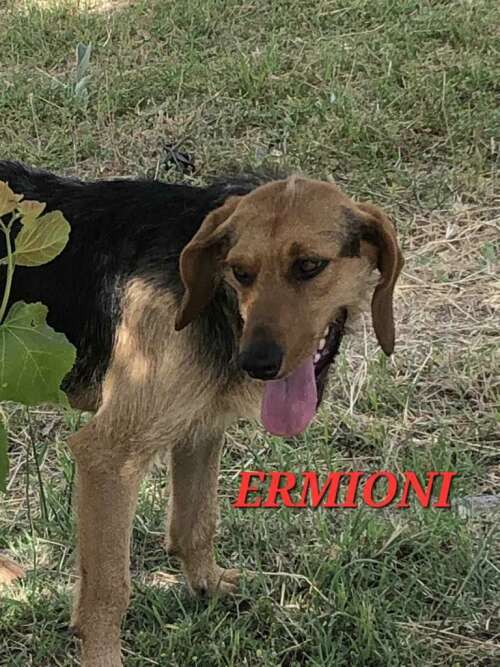 Ermioni